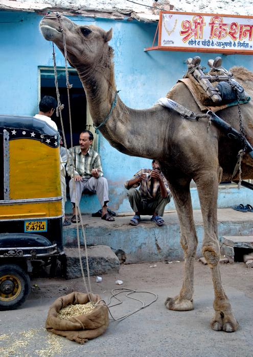 Jodhpur