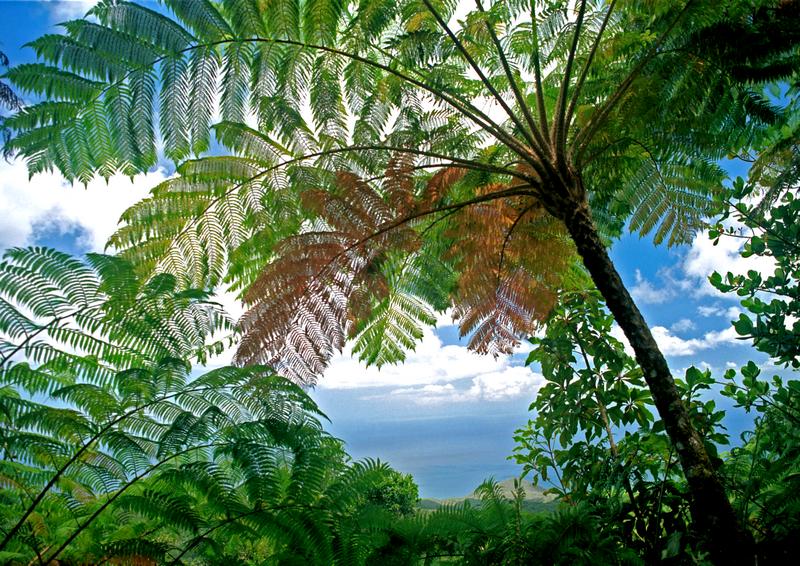 Guadeloupe