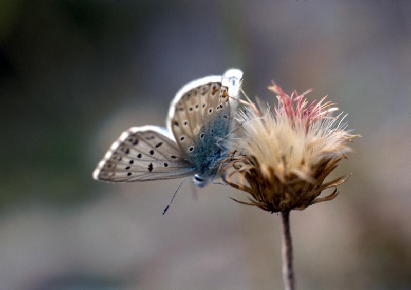 Lysandra Coridon (Argus Bleu Nacré)