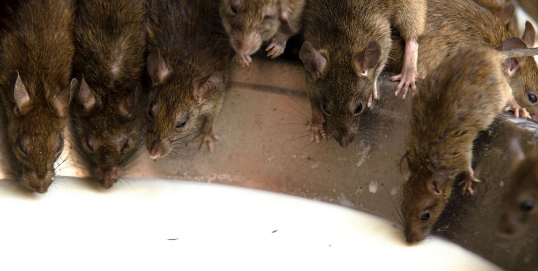 Deshnoke - le temple des rats