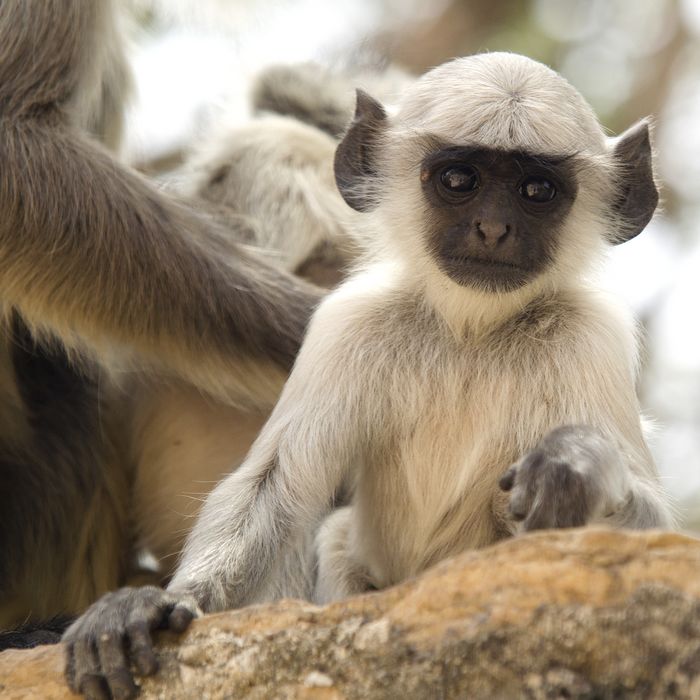 Langur à Chittogarh