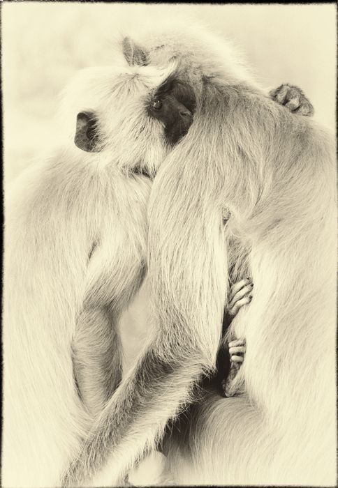 calin langur...eux