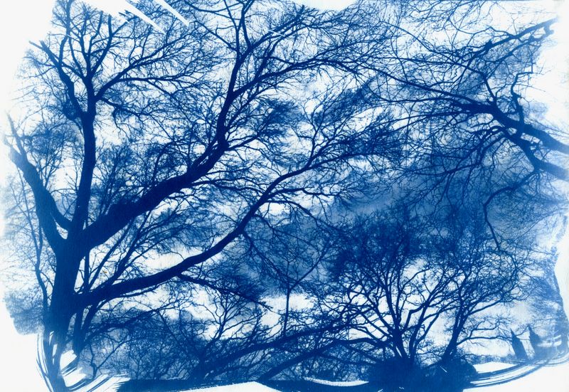 Central Park (cyanotype)