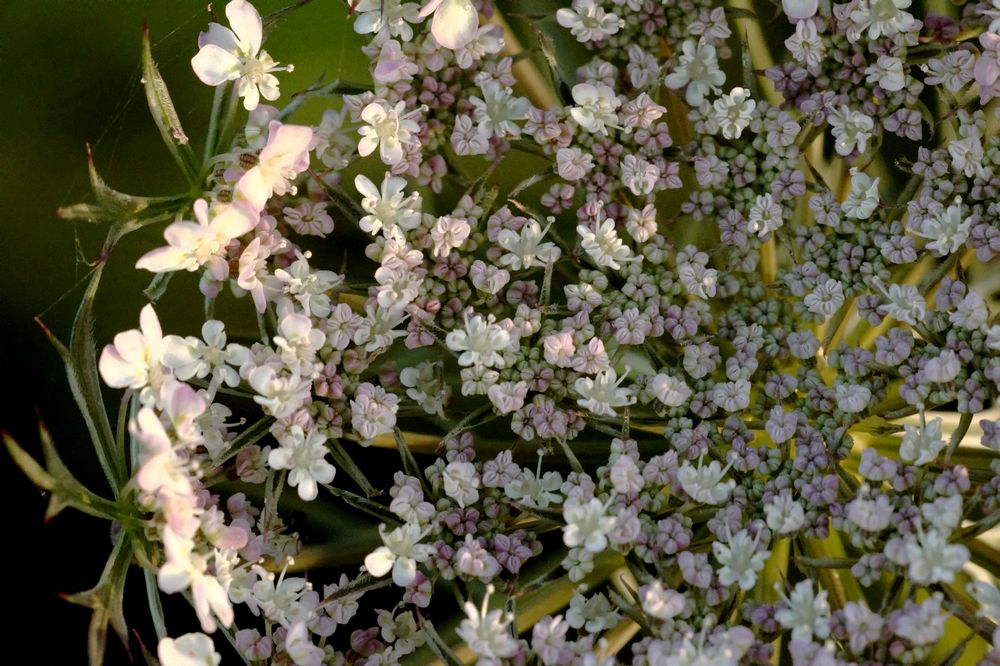 Fleur de Carotte
