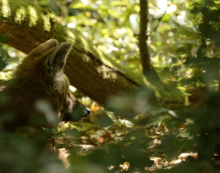 Loup à crinière