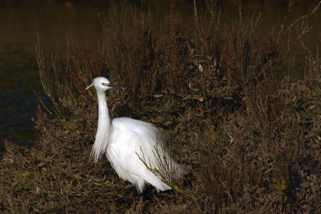 Aigrette Garzette