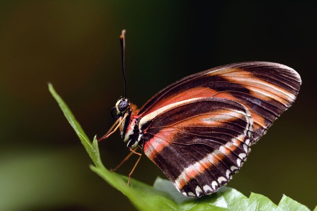 Papillon