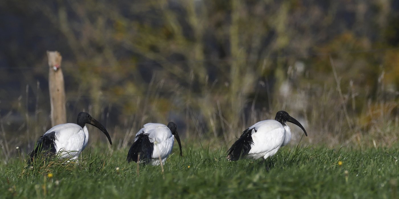 Ibis du nil
