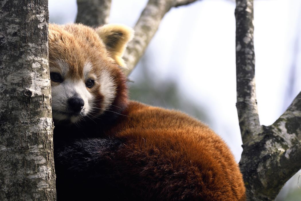 Panda Roux