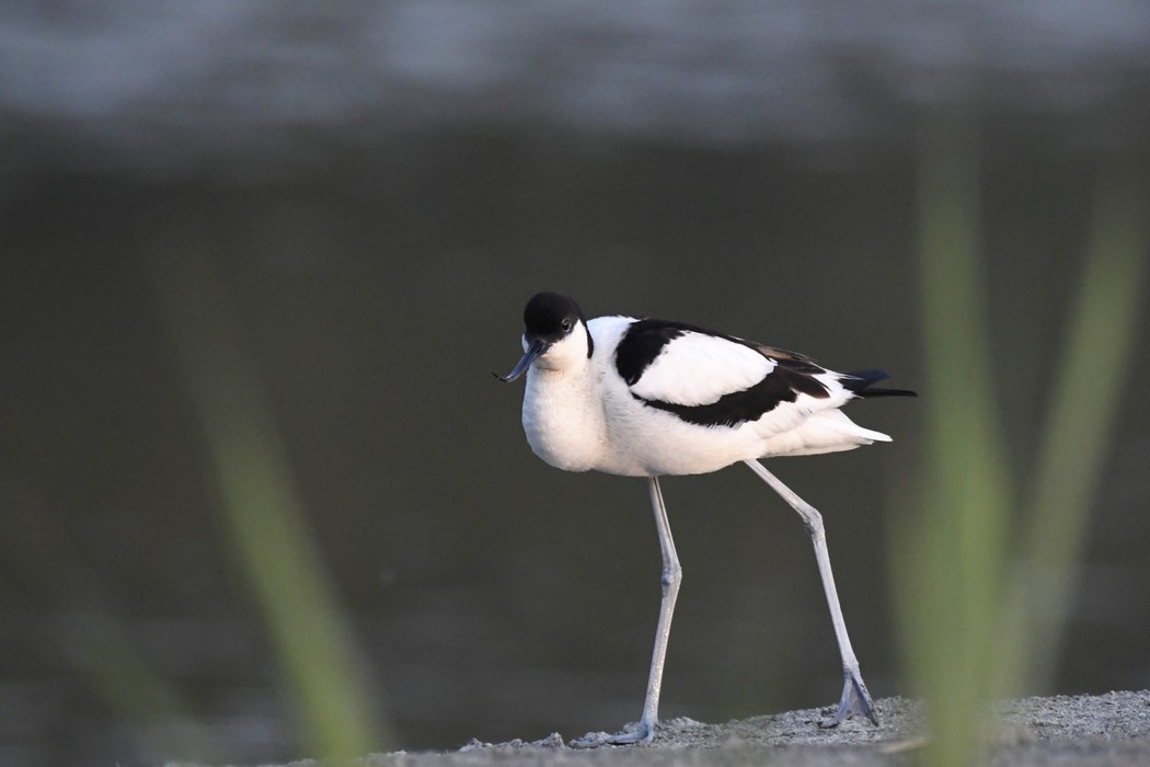 Avocette Elegante