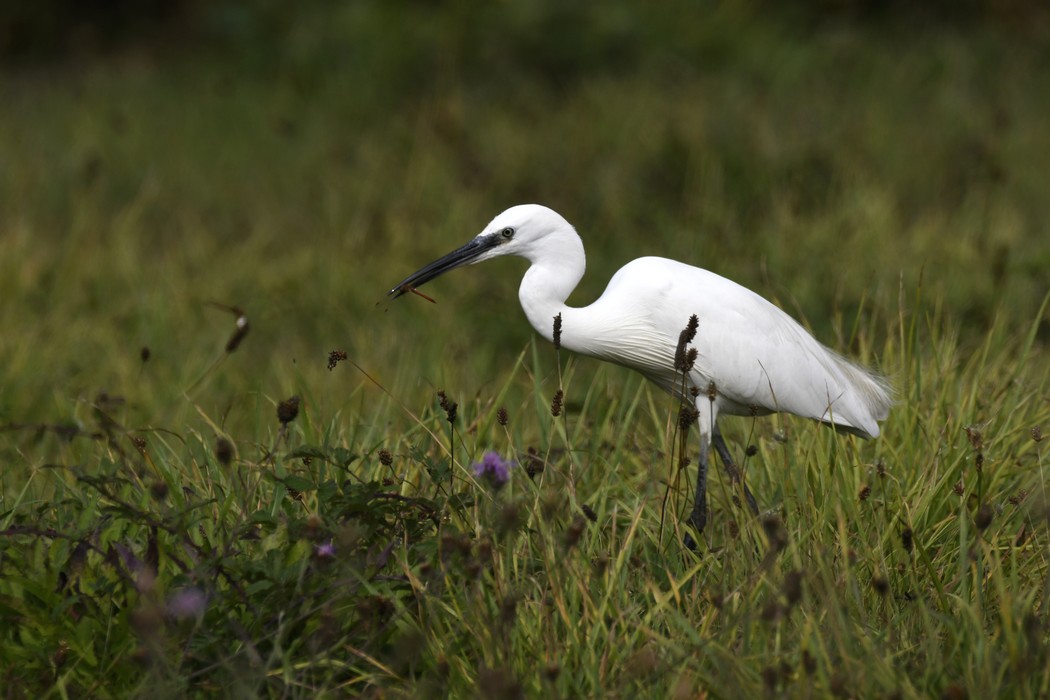 Aigrette et Libellule