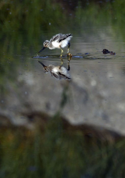 Poussin d'avocette