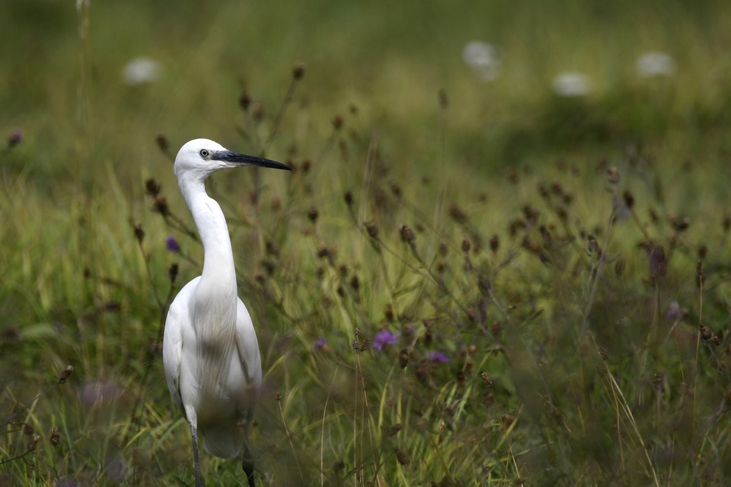 Aigrette Garzette