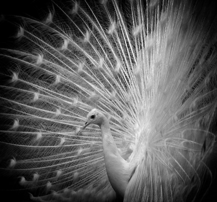 Paon blanc
