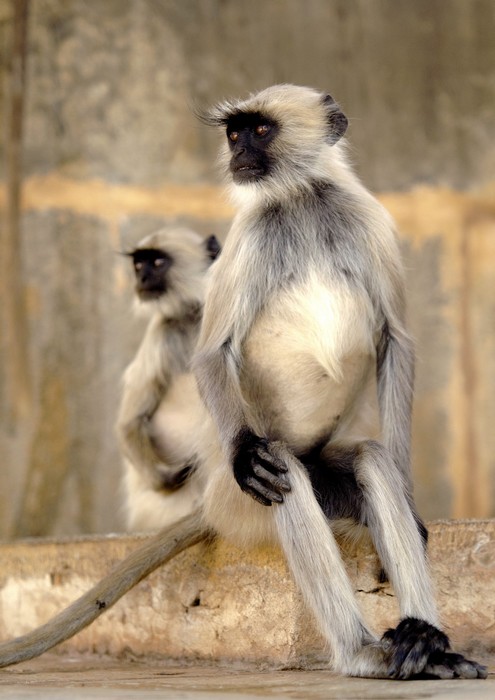 Langur