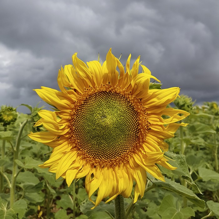 Je veux du soleil...