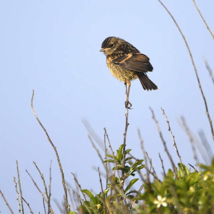 Tarier Patre Juvenile