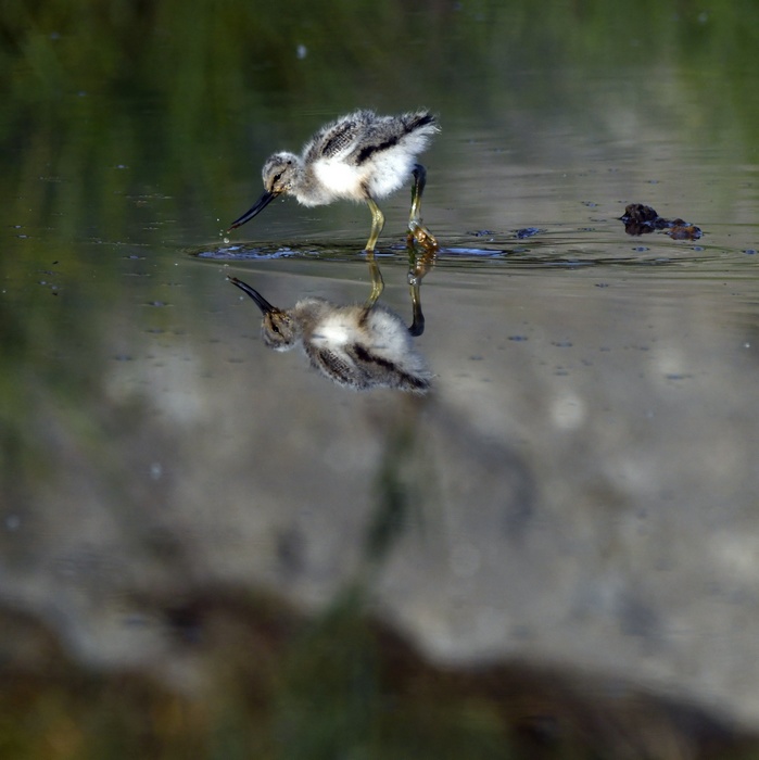 Avocette Elegante