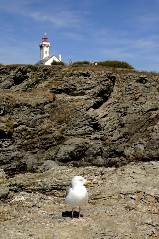 Goéland Argenté