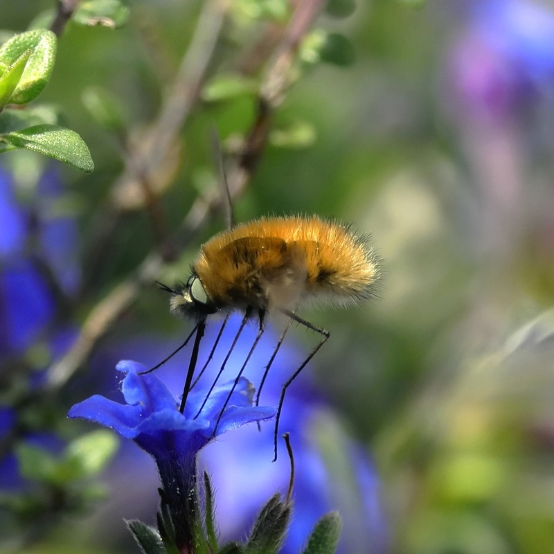 Bombylius major