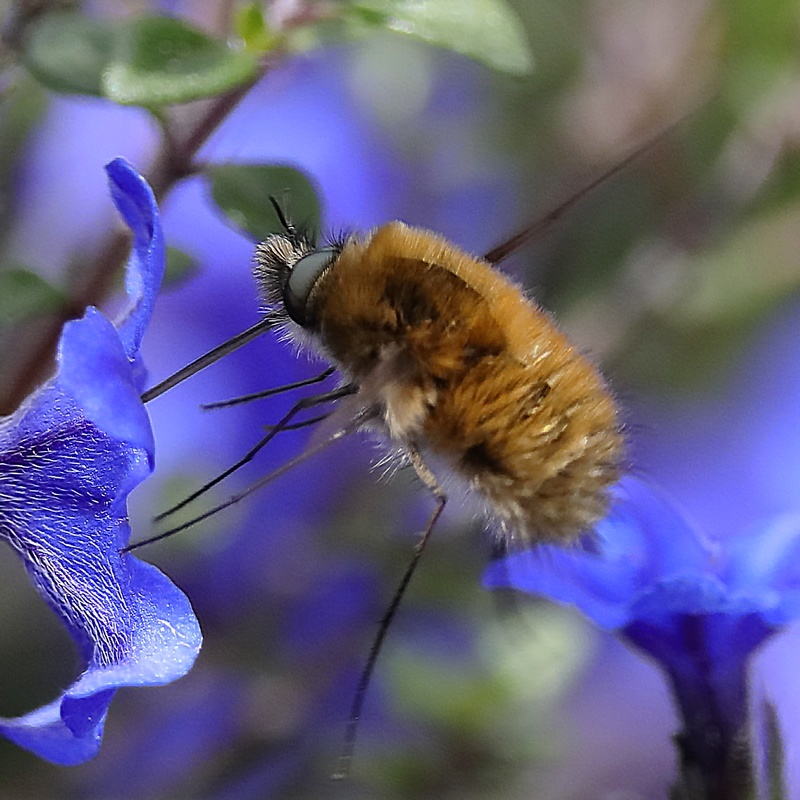 Bombylius major