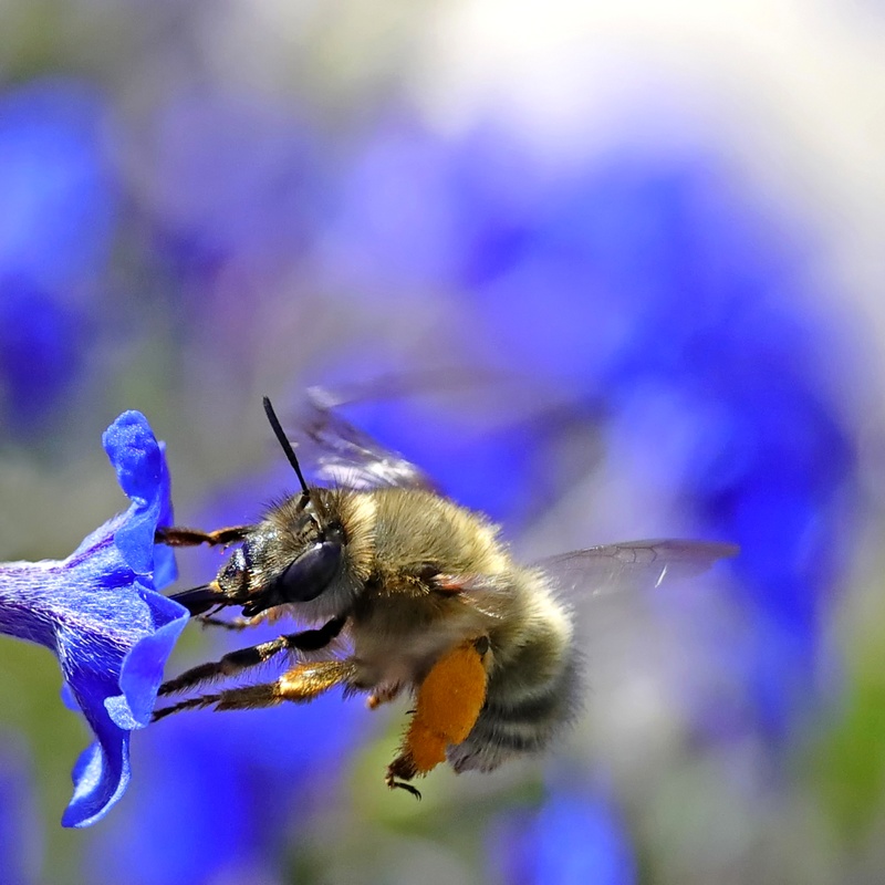 Abeille sur gremil