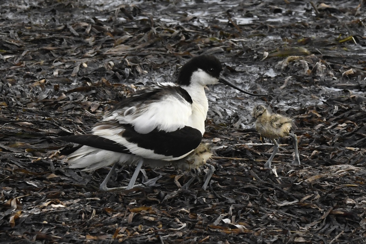 Avocettes Elegantes