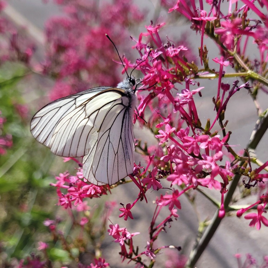 Papillon