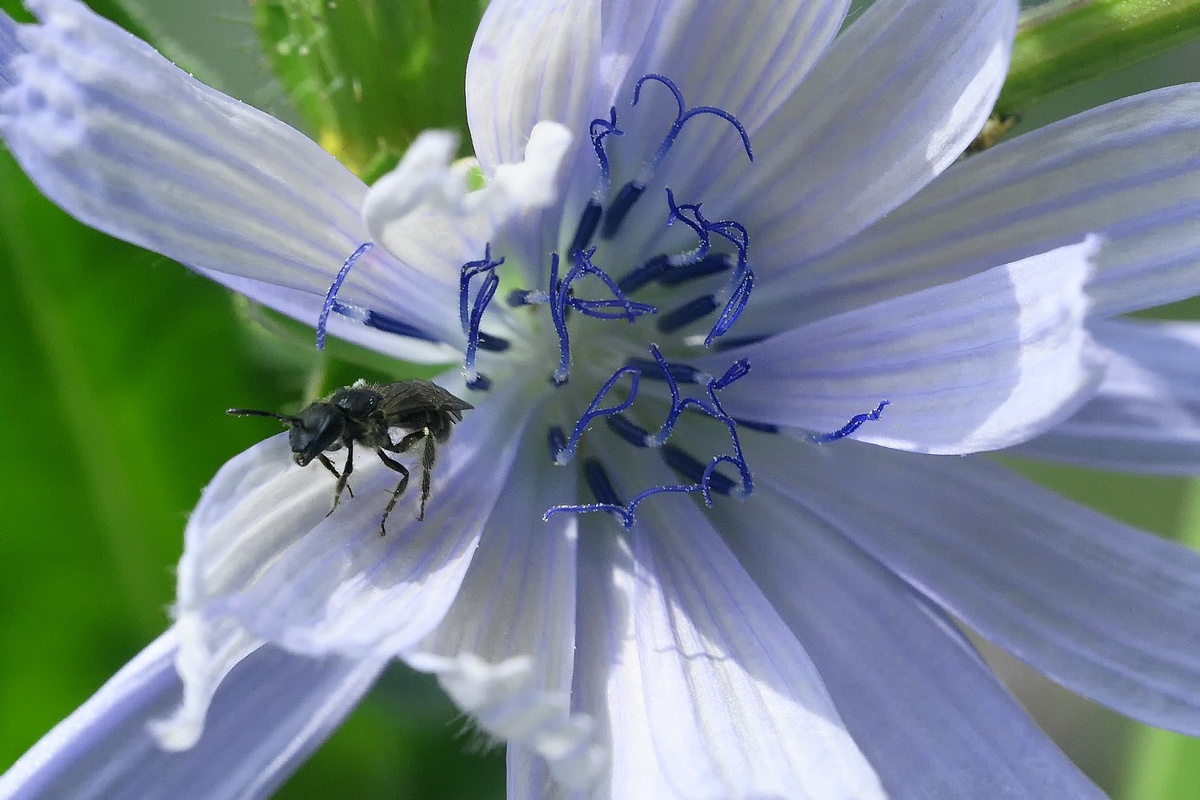 FLeur de chicorée sauvage