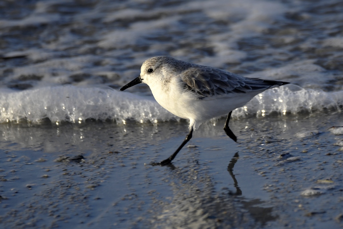 Becasseau Sanderling