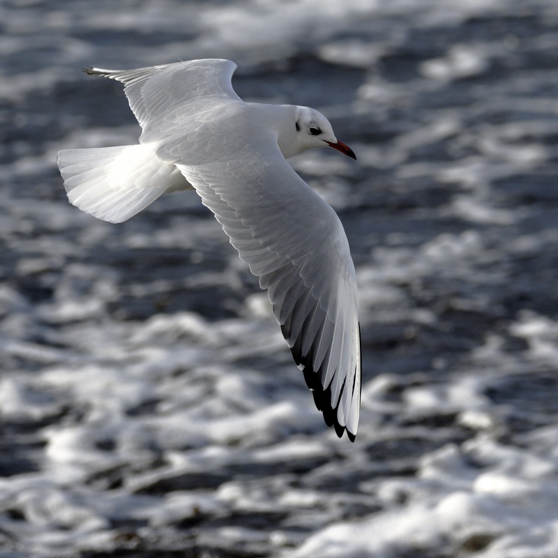 Mouette Rieuse