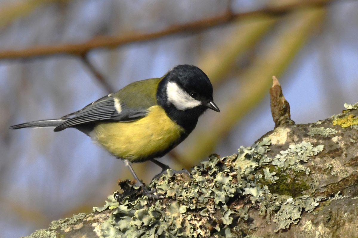 Mésange Charbonnière