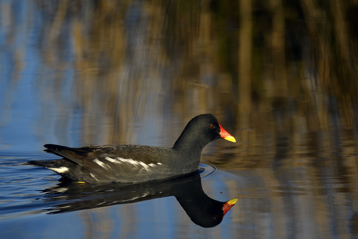 Gallinule poule-d'eau