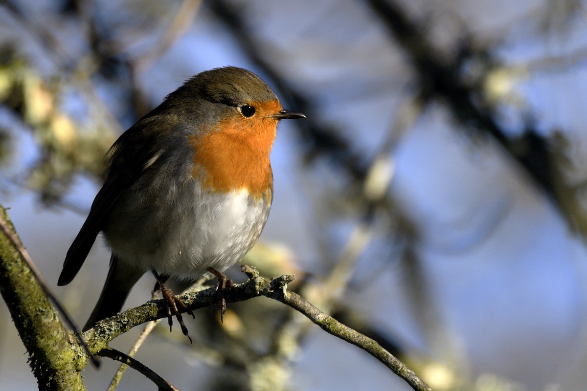 Rouge-gorge