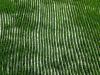 Paddy Field