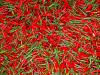 Red Pepper