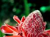Torch Ginger