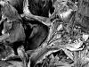 Agave