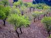 Almond Tree