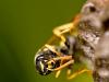 Wasp