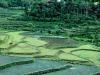Village Dao