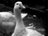 Urban Goose