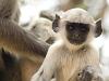 Langur à Chittogarh