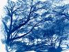 Central Park (cyanotype)