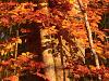 Couleurs d'Automne