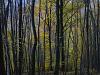 Couleurs d'automne