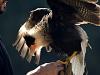 Faucon Caracara