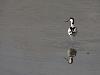 la beauté des avocettes...