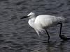 Aigrette