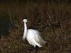 Aigrette Garzette